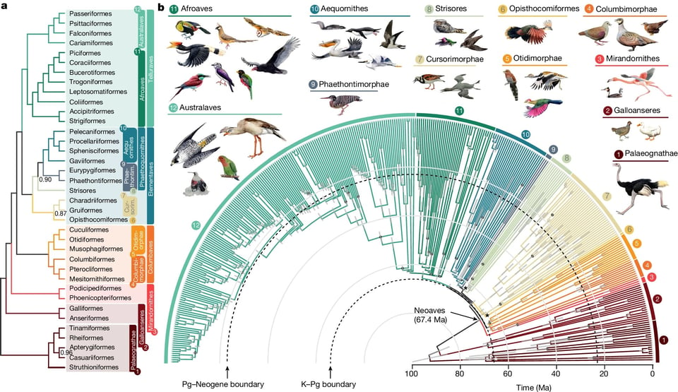 evolution_of_birds_cladogram