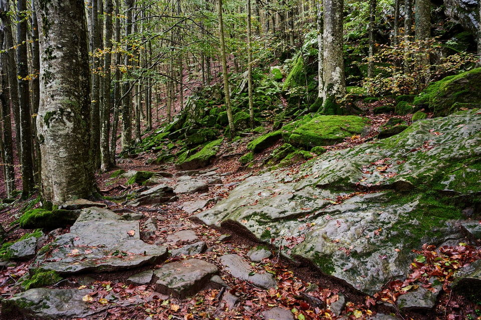 A path of stone in the forest.jpg