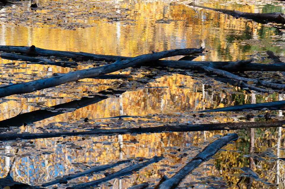 Aspen trees in the water intimate landscape