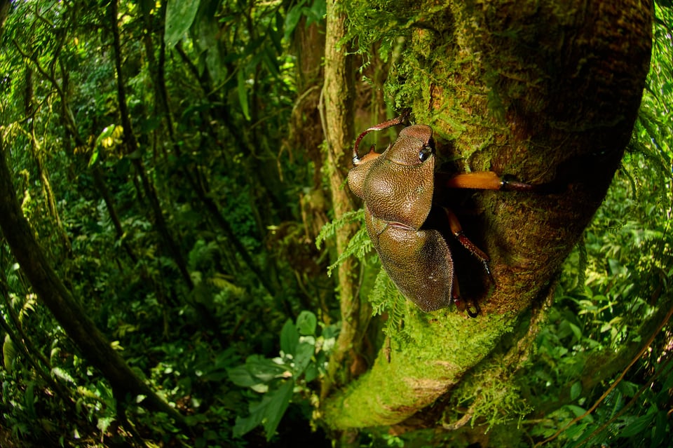 Beetle_Ecuador_Nikon Z9_LVP9920-NEF