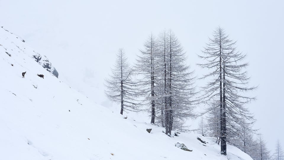 Chamois and trees