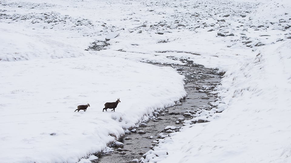 Chamois creek crossing