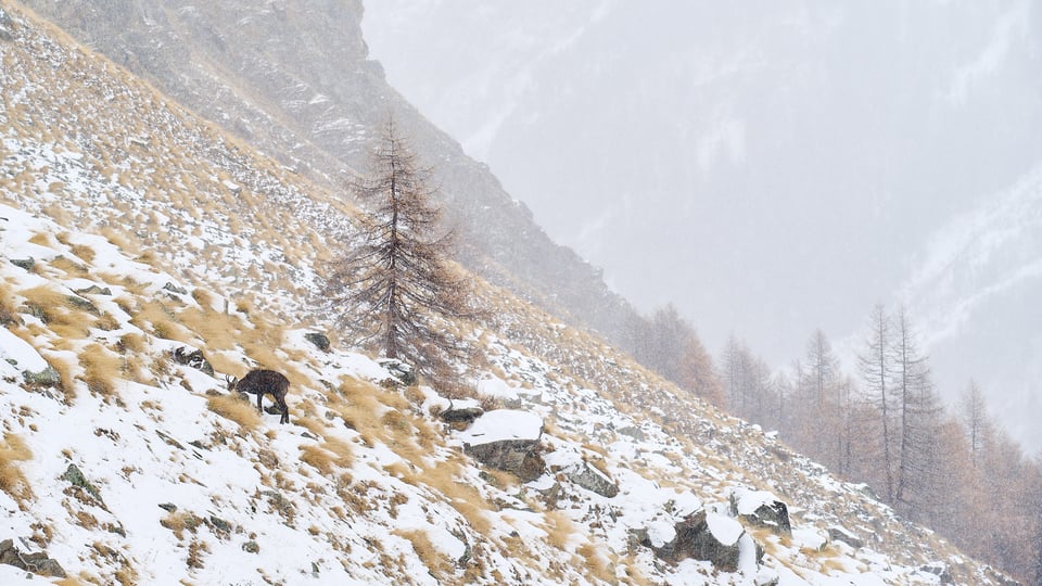 Chamois in snowfall