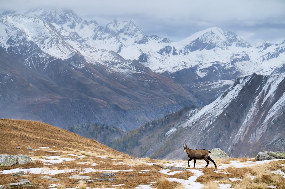 Chamois looking at the view