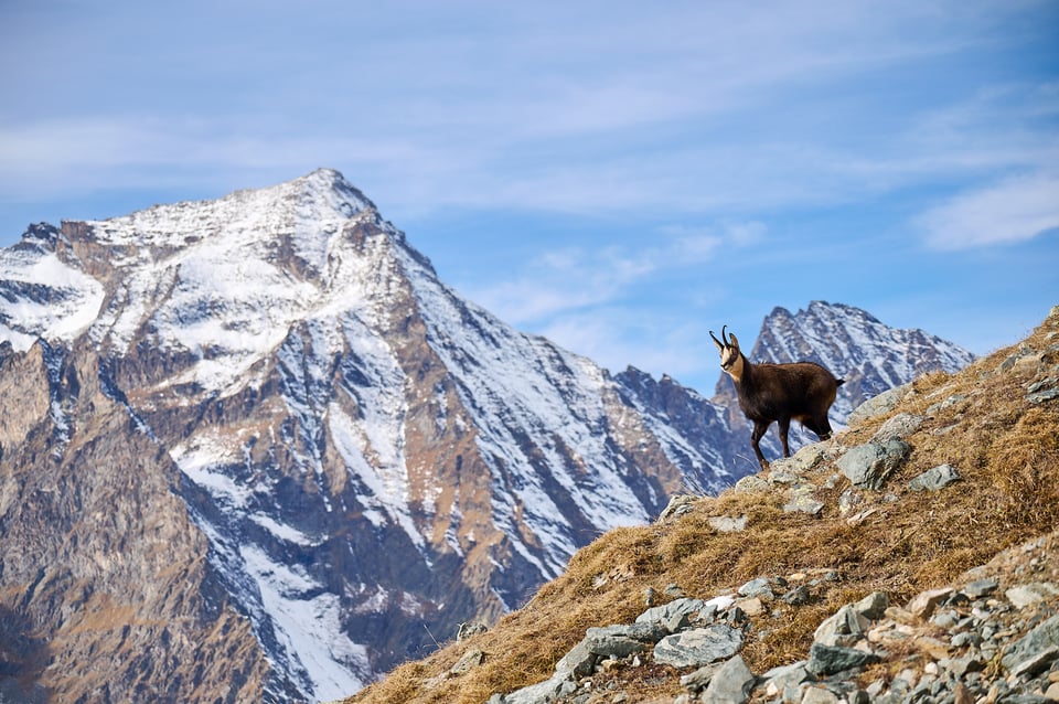 Chamois on the ridge