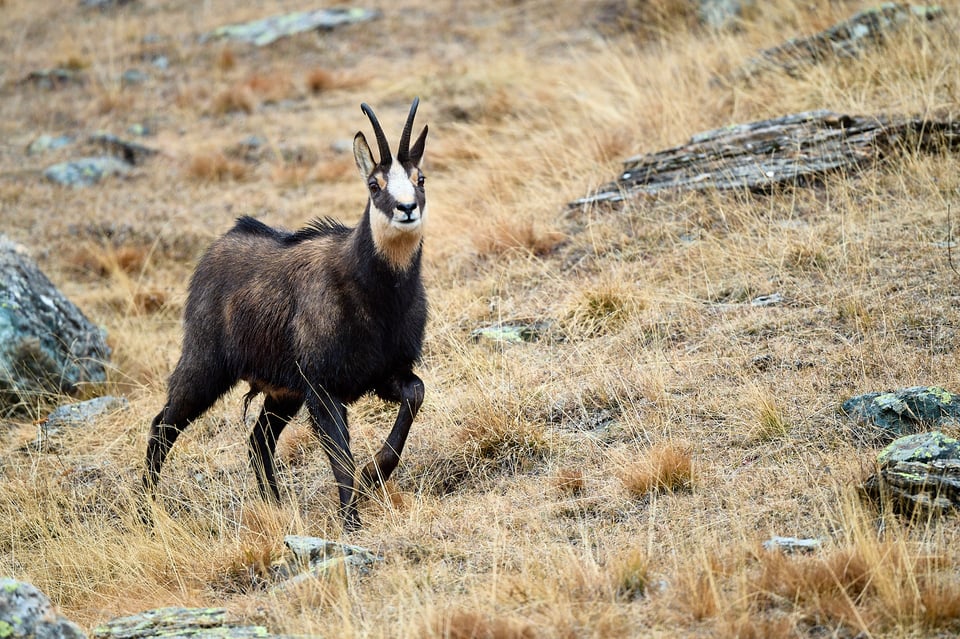 Chamois portrait