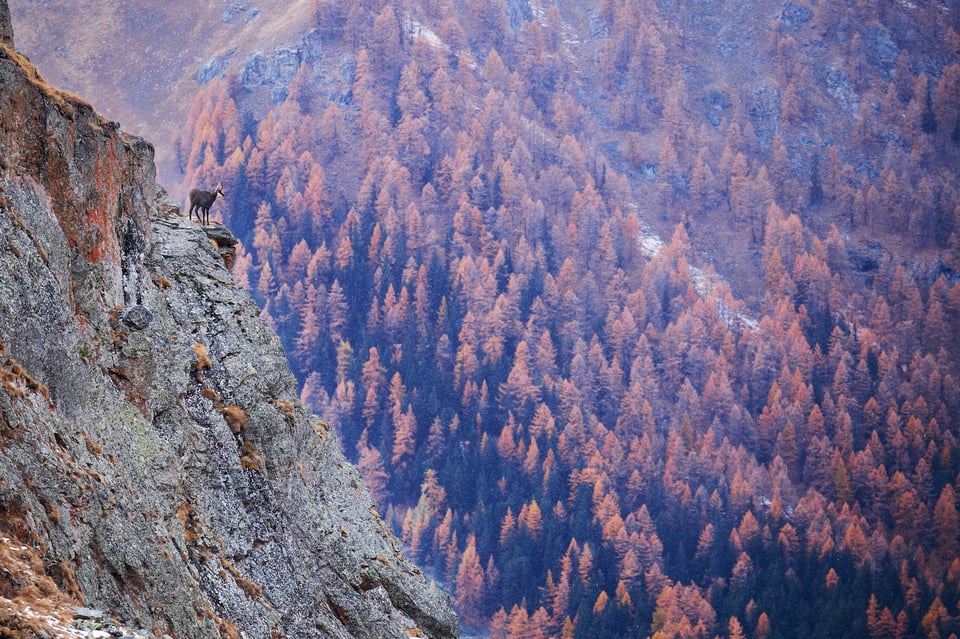 Chamoise in autumn