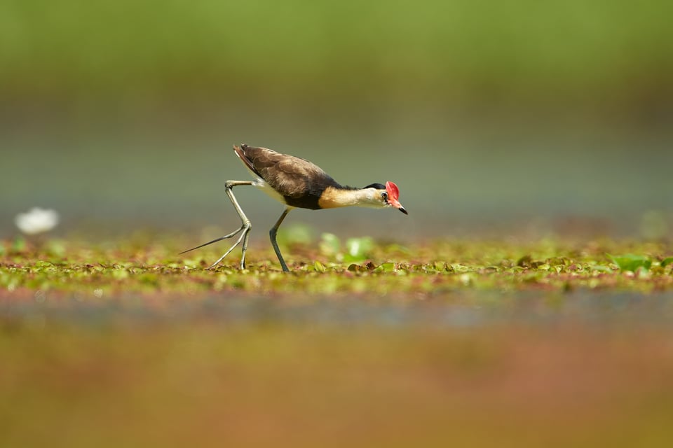 Comb-crested Jacana_Irediparra gallinacea_Nikon_Australia