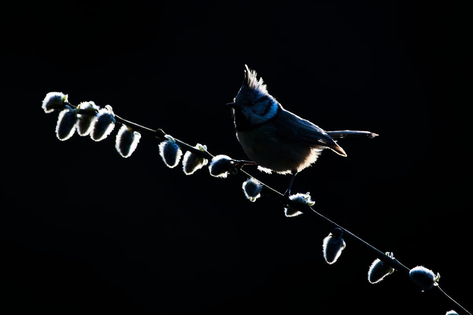 Crested Tits_Lophophanes cristatus_Nikon_Czech Republic