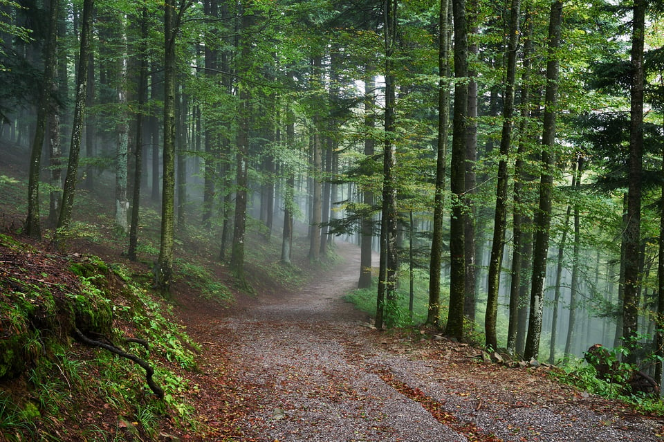 Curves in the wood