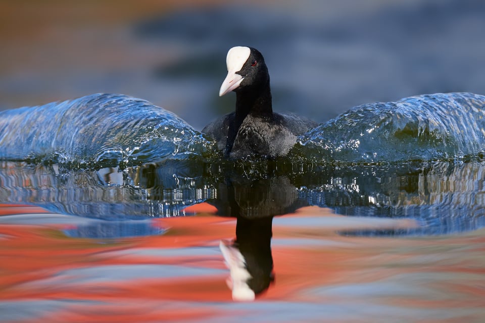 Eurasian Coot_Fulica atra_Nikon_Czech Republic