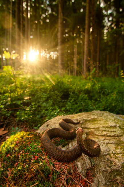 European Adder_Vipera berus_Nikon_Czech Republic