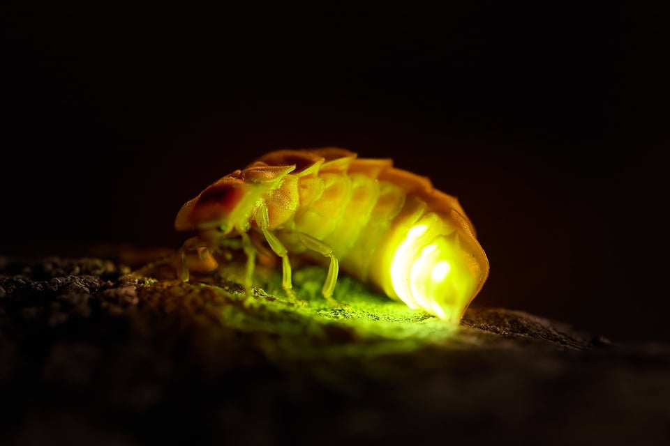 European Glow-worm_Lampyris noctiluca_Nikon_Croatia