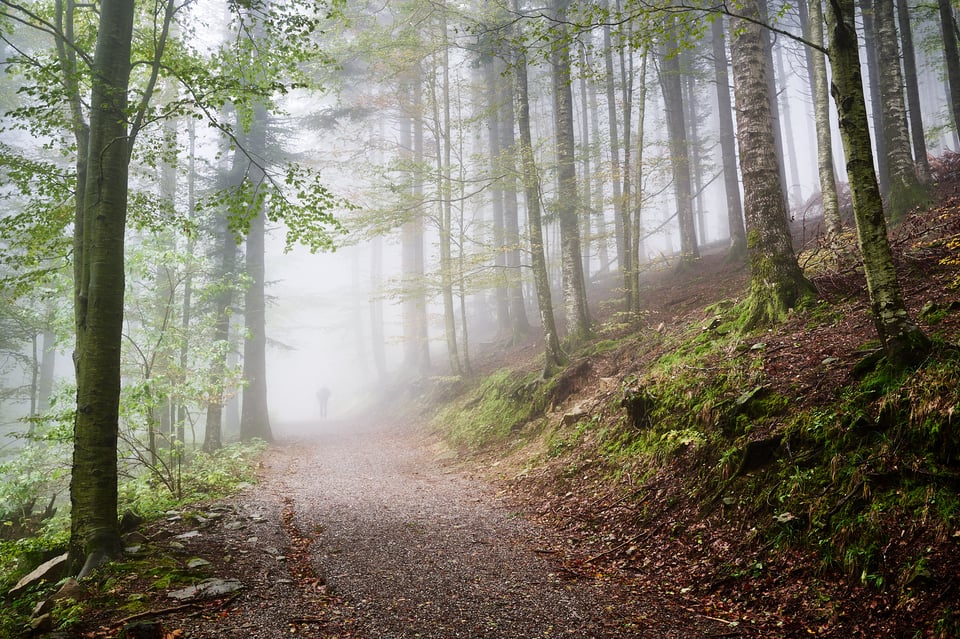 Fog in the wood with a small human silouette