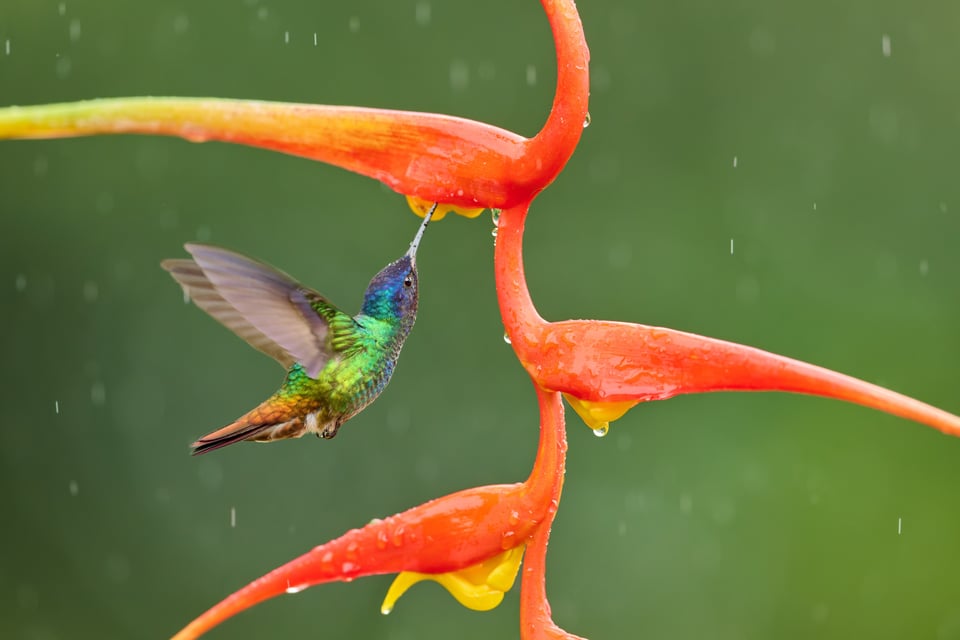 Golden-tailed Sapphire_Chrysuronia oenone_Nikon_Ecuador