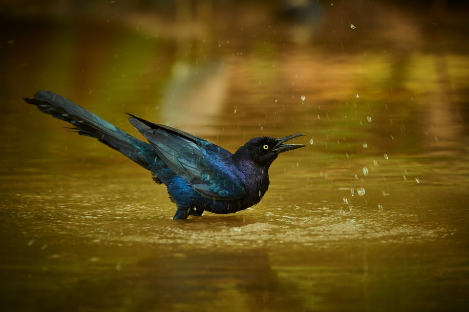 Great-tailed Grackle_Quiscalus mexicanus_Nikon_Costa Rica