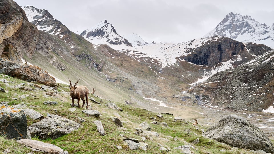 Ibex approaching