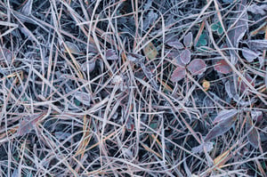 Intimate Landscape Photo Grass and Frost