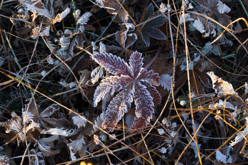 Intimate Landscape with Frost and Plants