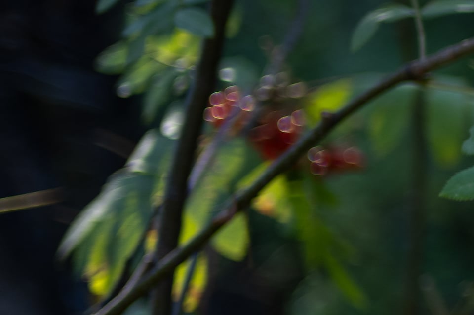 Nikon Z 35mm f1.4 Sample Photo Bokeh 1 Crop.jpg