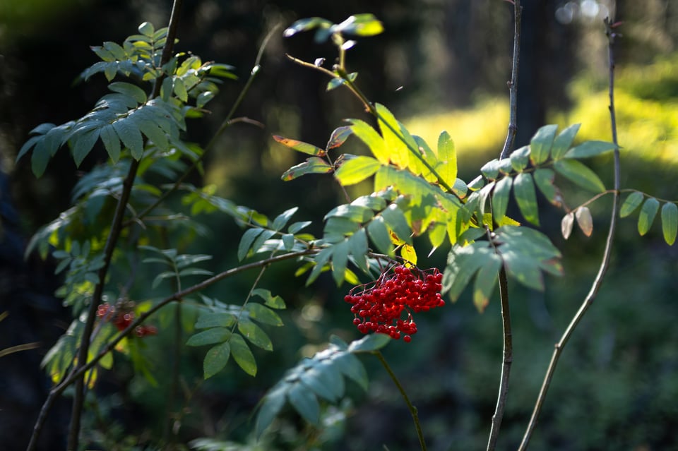 Nikon Z 35mm f1.4 Sample Photo Bokeh 1.jpg