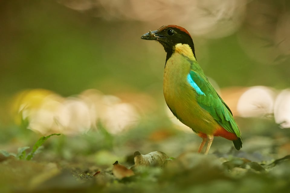 Noisy Pitta_Pitta versicolor_Nikon_Australia