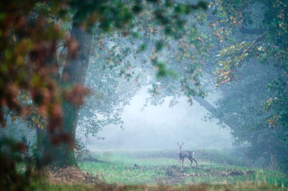 Roe deer in the forest