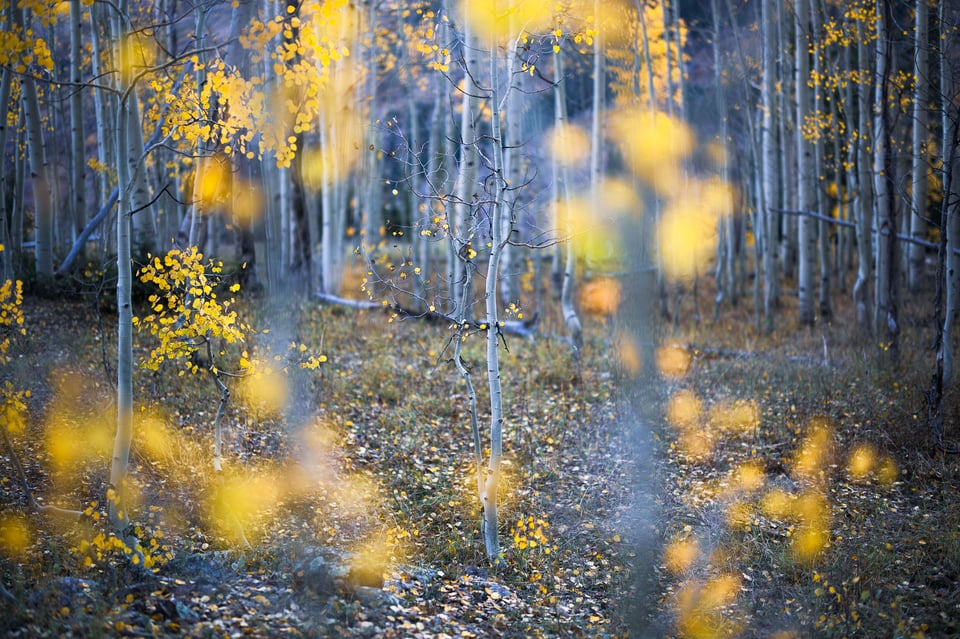 Shallow depth of field landscape with aspens at f0.95