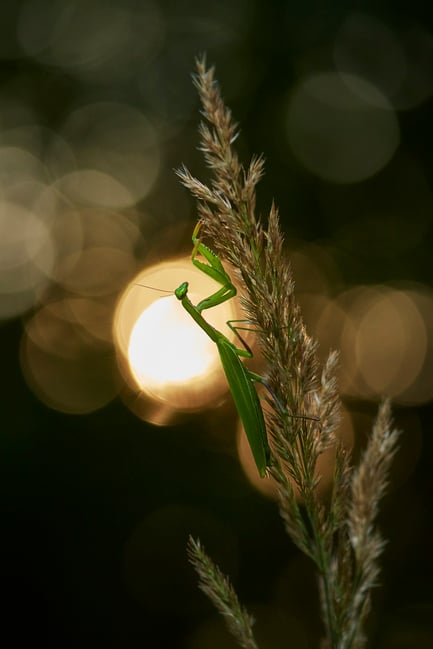 Shining Sunbeam_Aglaeactis cupripennis_Nikon_Czech Republic