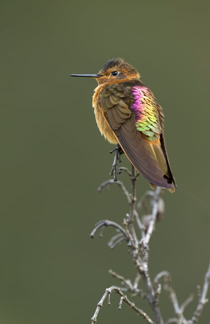 Shining Sunbeam_Aglaeactis cupripennis_Nikon_Ecuador