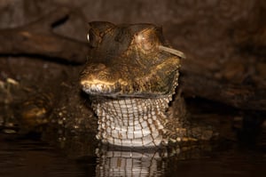 Spectacled Cayman_Ecuador_Nikon D70