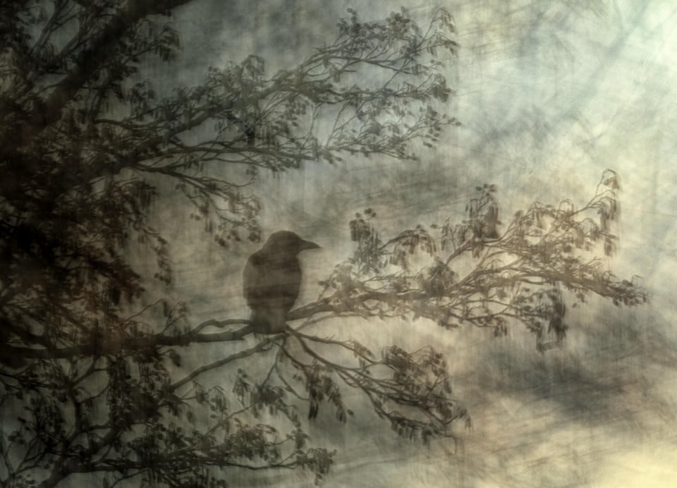 The Artful Crow_Jiri Hrebicek_WPOTY 2024