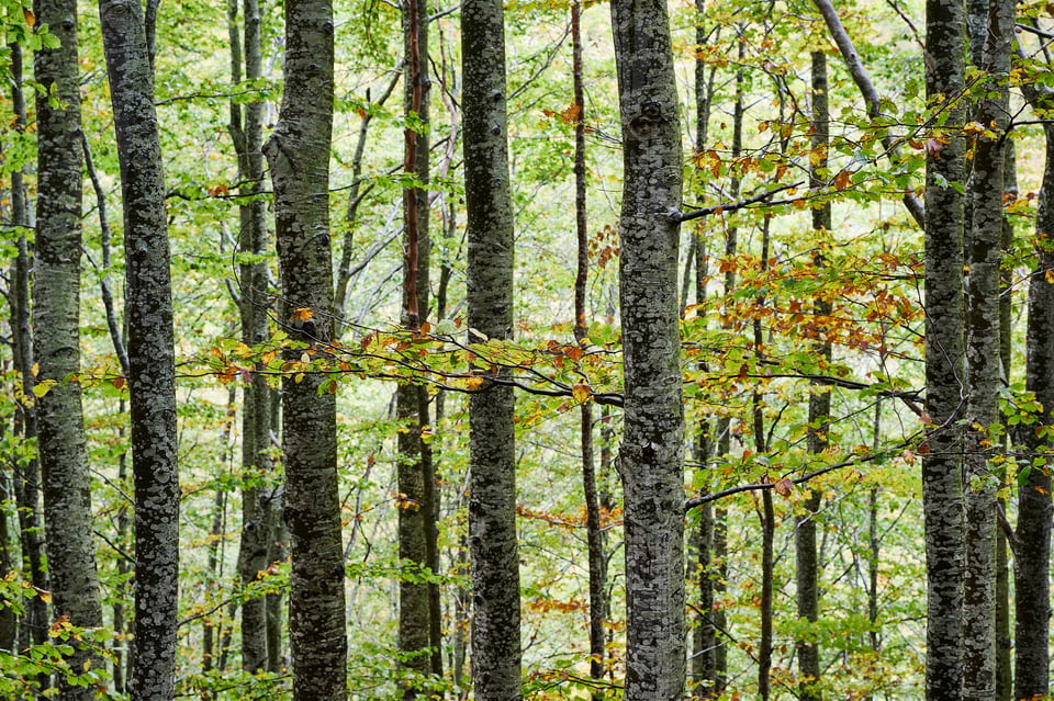 Trees and leaves