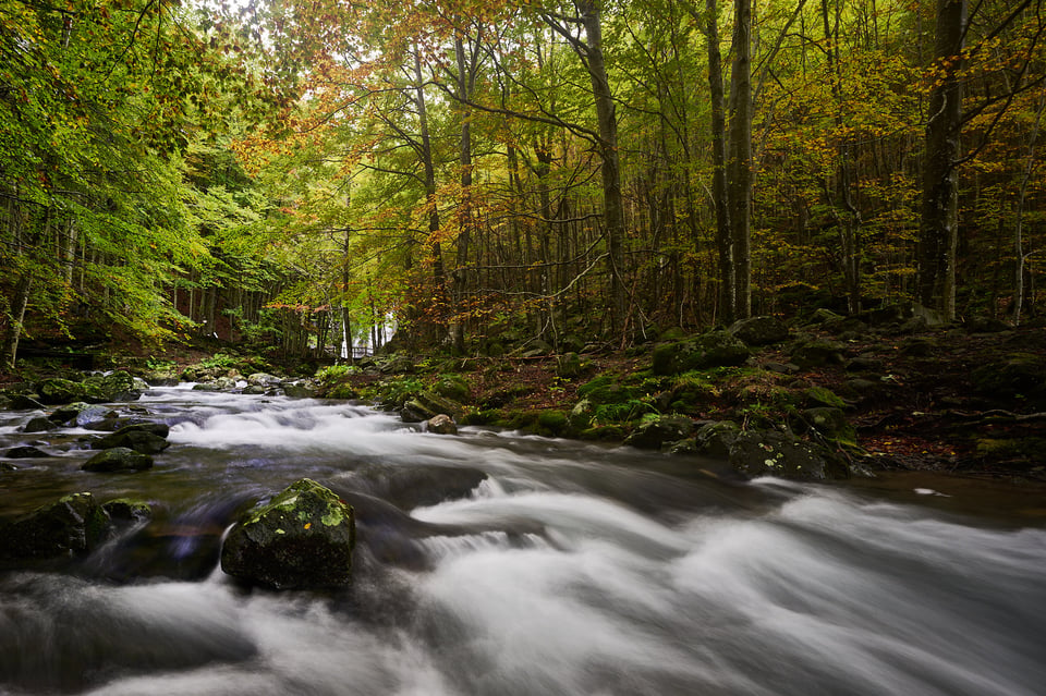 Water stream under the canopy