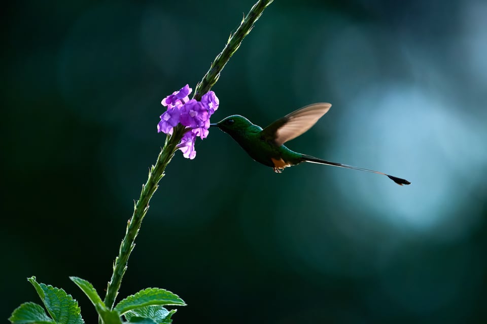 White-booted Racket-tail_Ocreatus underwoodii_Nikon_Ecuador