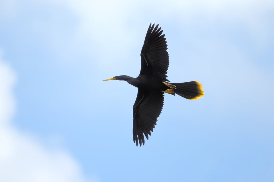 Anhinga_Sunny_Jason_Polak