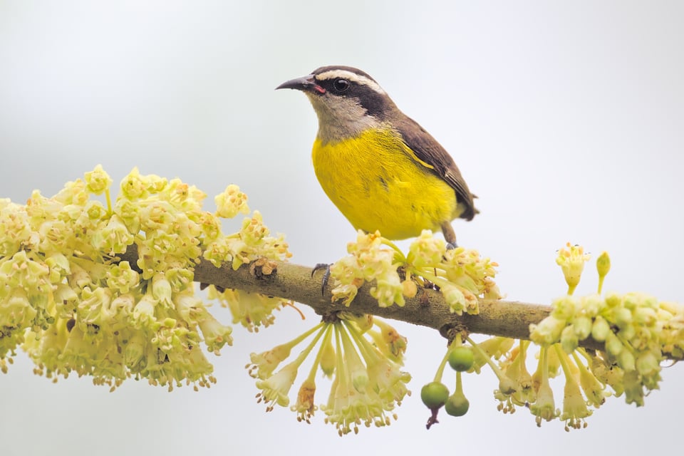 Bananaquit_SP_Jason_Polak