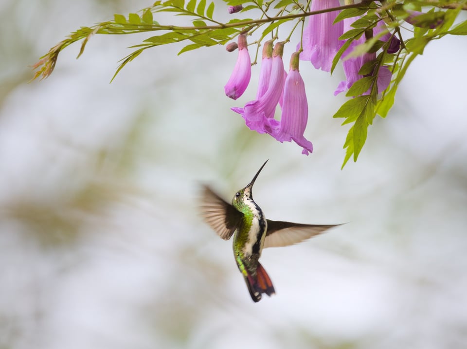 BlackThroatedMango_SP_Jason_Polak