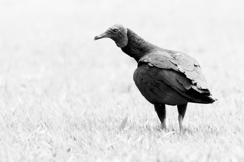 Black_Vulture_Grass