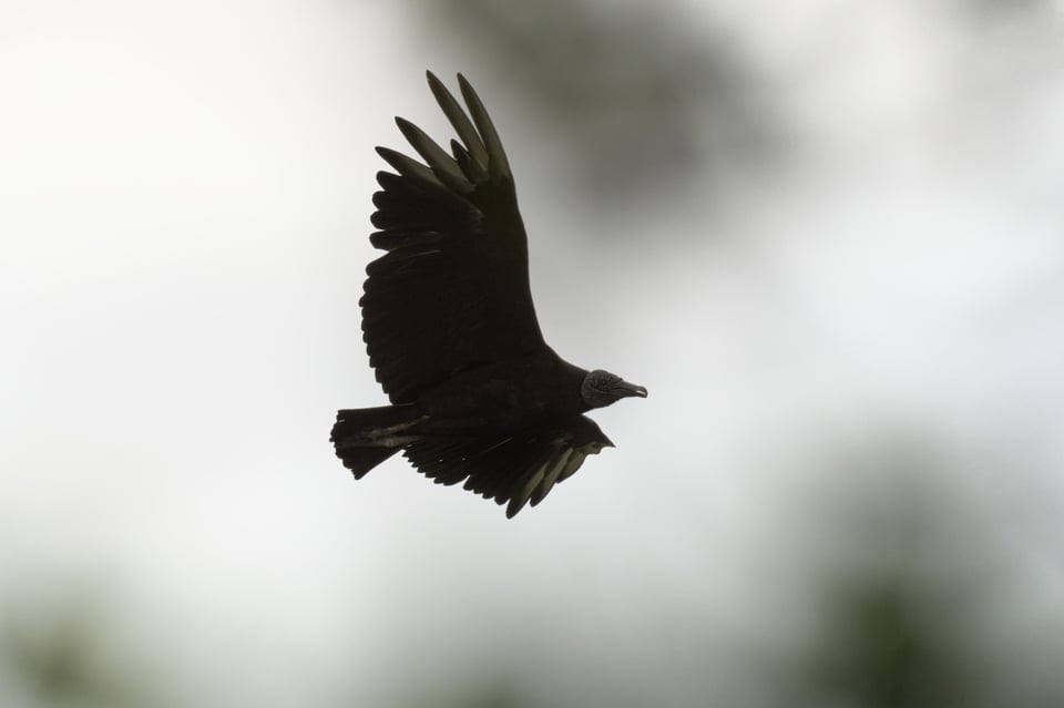 Black_Vulture_Throug_Leaves_Jason_Polak