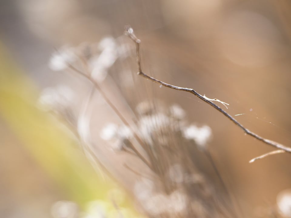 Bokeh Crop 1 Hasselblad 75mm f3.4 P