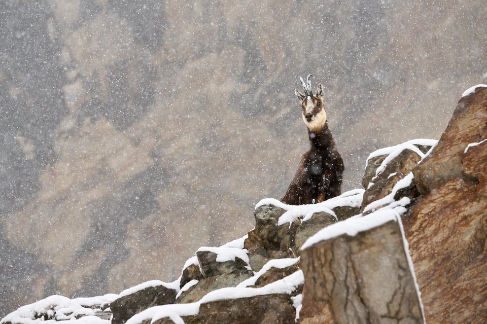 Chamois in the snow