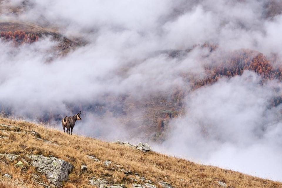 Chamois with trees and clouds