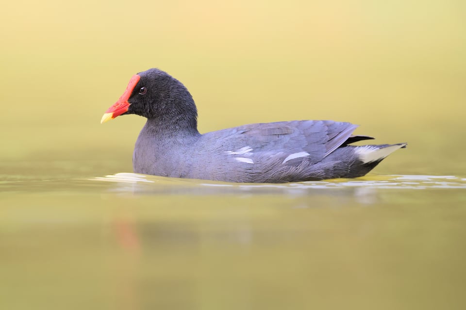 CommonGallinule_Jason_Polak