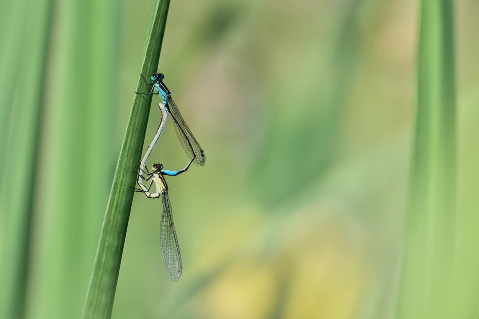 Damsels mating