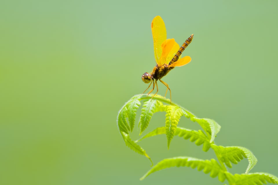 Dragonfly_Sunny_Jason_Polak