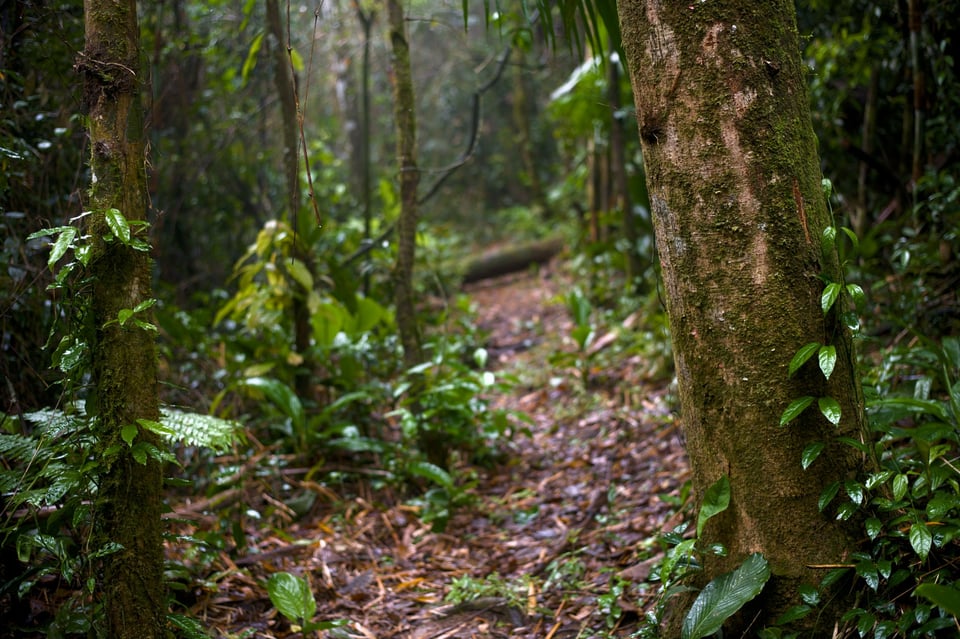 Forest_Trail_SP_Jason_Polak