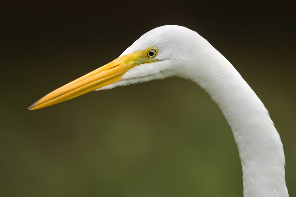 GreatEgret_Face_Jason_Polak