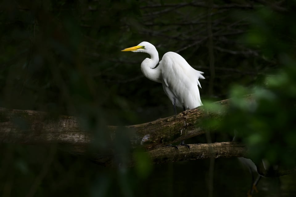 Great_Egret_Sun_Shade_Jason_Polak