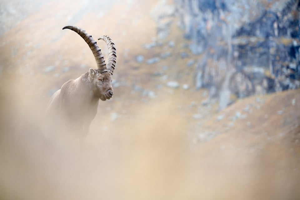 Ibex and bokeh